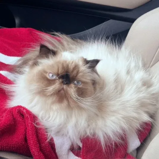 A calm long-haired Himalayan cat resting after a grooming visit