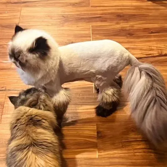 A Himalayan cat with a freshly finished lion cut, the mane and tail plume left full, groomed in Lone Tree, Colorado