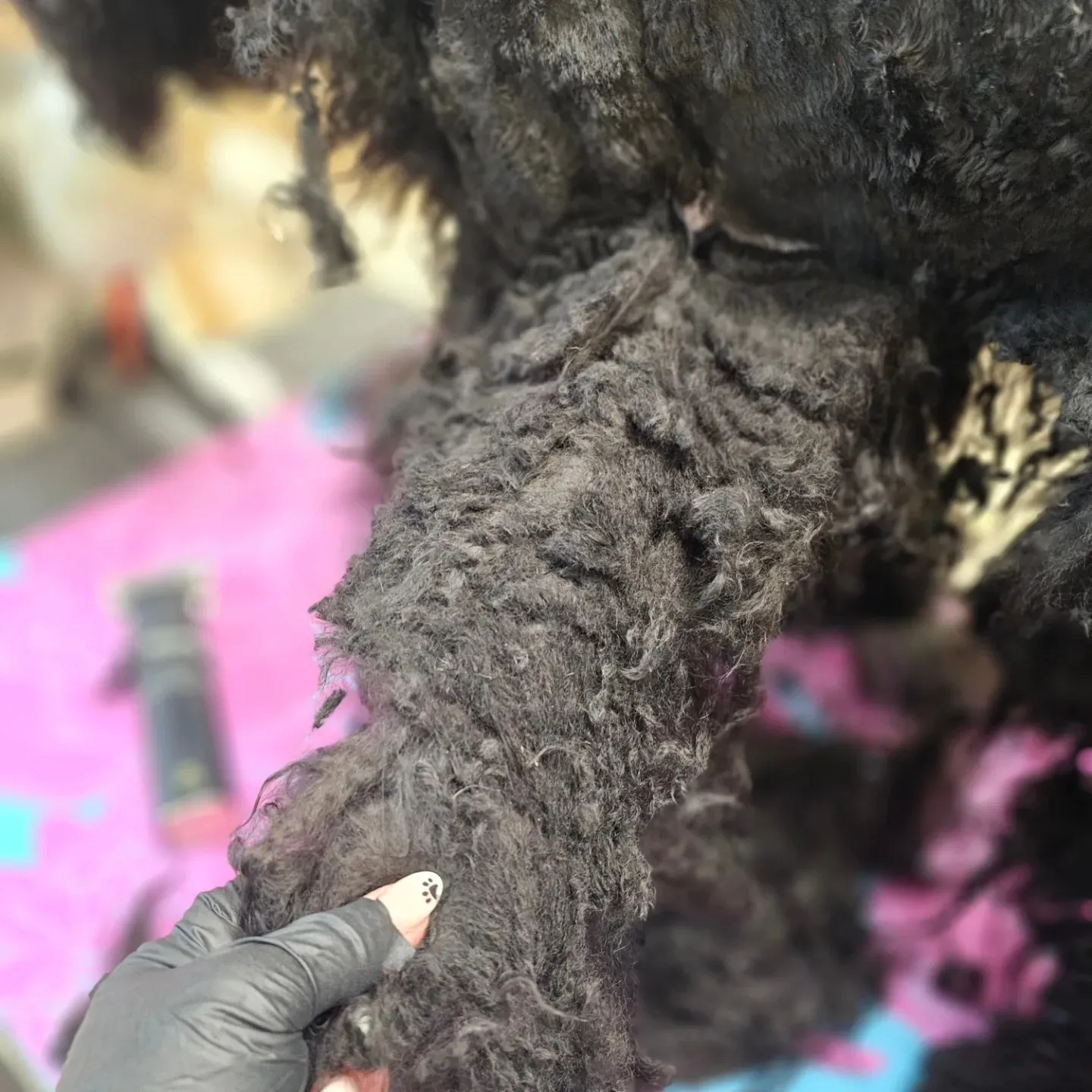 A dog groomer's gloved hands working a slicker brush through a curly coat to clear tangles and stay ahead of matting