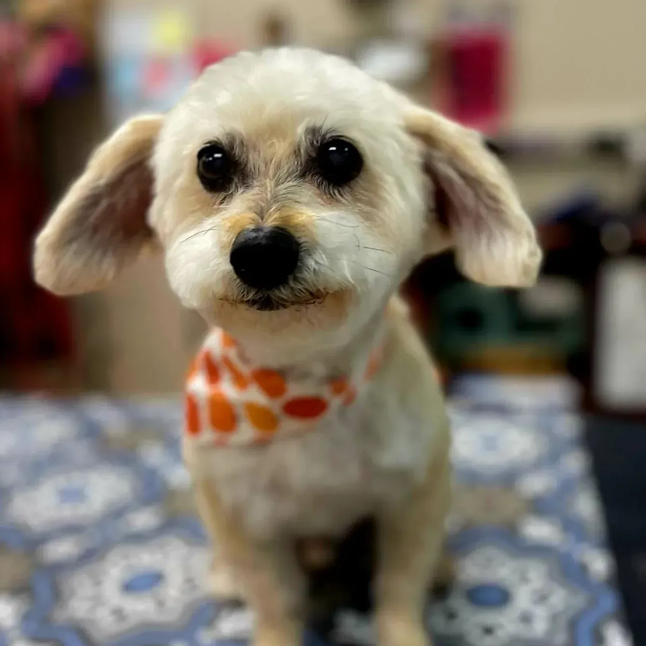 A small doodle wearing an amber polka-dot bandana after a finishing groom in Lone Tree, Colorado