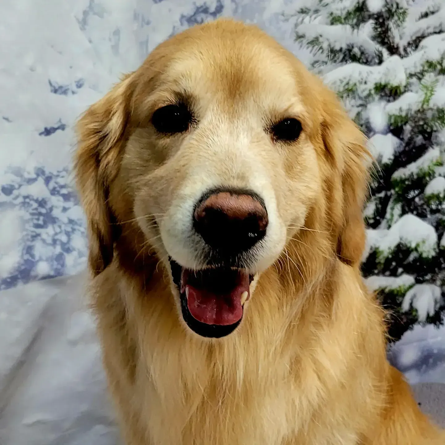 A golden retriever after a bath and brush groom, blown out and sitting in fresh Colorado snow