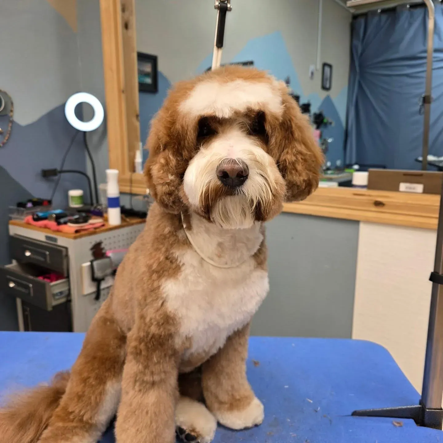 A freshly groomed labradoodle sitting on the grooming table in the Barky Mountain salon, alpine mural behind