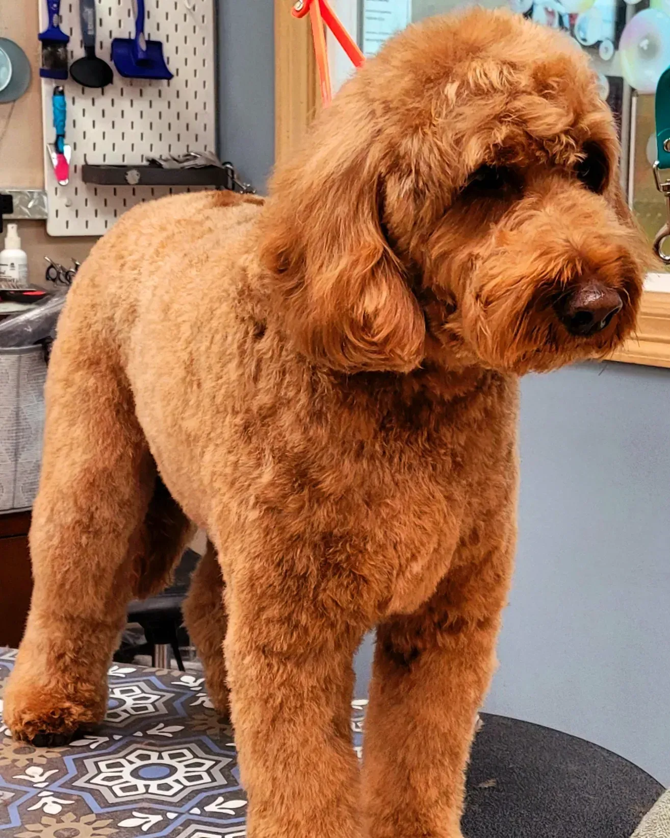 A red goldendoodle after a full groom at Barky Mountain Grooming in Lone Tree, Colorado, hand-finished to a soft, even teddy bear coat
