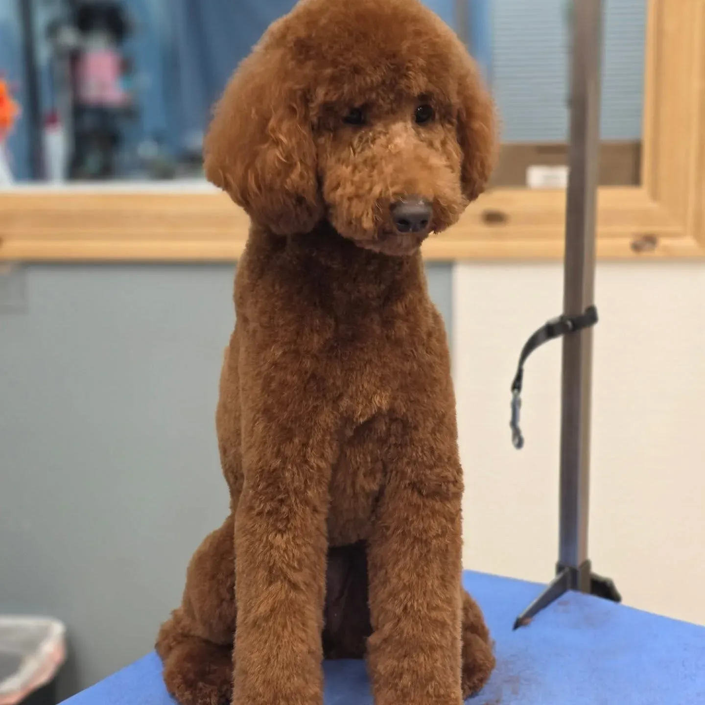 A red standard poodle in a clean breed-standard trim, finished by a dog groomer in Lone Tree, Colorado