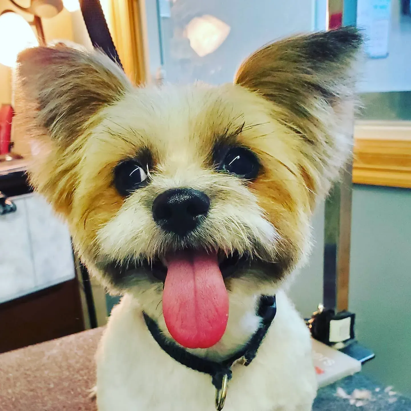 A small dog with a soft teddy bear trim, grinning after a groom at Barky Mountain Grooming